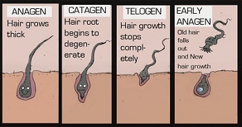 Stress effects the hair growth cycle.