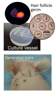 Junji Fukuda: Hair Follicle Germs (HFGs) Preparation.