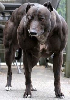 Myostatin gene mutation muscular dogs