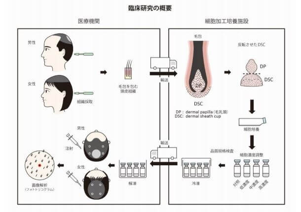Shiseido Dermal Sheath Cup Cell Hair Growth.