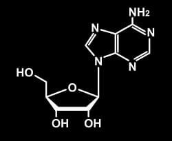 Adenosine Chemical Structure.