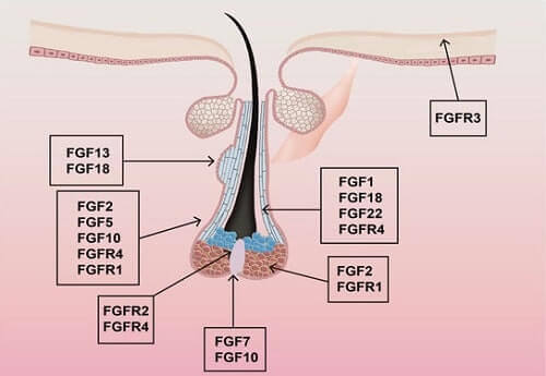 Fibroblast Growth Factors and Hair Growth