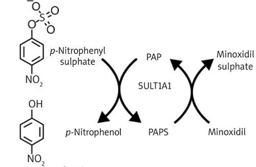 Minoxidil Sulfotransferase (SULT1A1).
