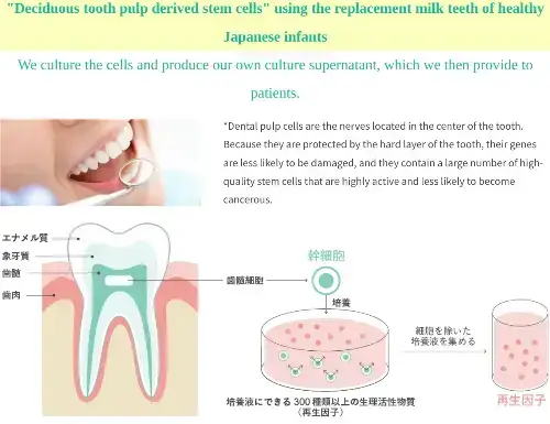 Dental Pulp Stem Cells Hair Growth