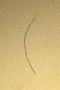 Eyebrow Hair 2 Inches
