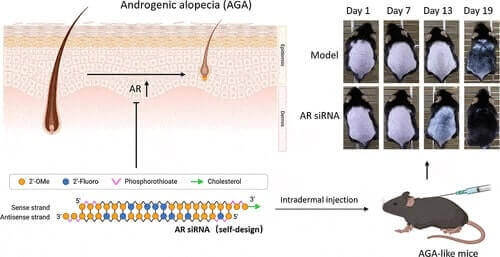 siRNA Androgen Receptor Gene Silencing